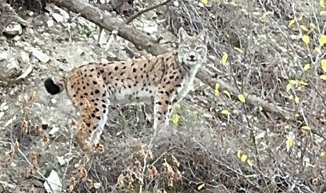 Erzurum'da nesli koruma altındaki vaşak görüntülendi
