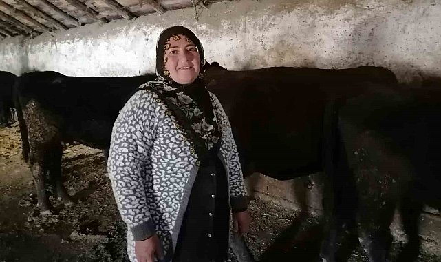 Erzurum'un Hınıs ilçesinde "kırsalda bereket" projesi ile ilk buzağılar doğdu