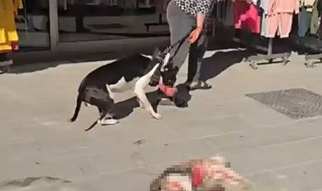 Esenyurt'ta Pitbull sokak kedisini parçaladı, vatandaş tepki gösterdi