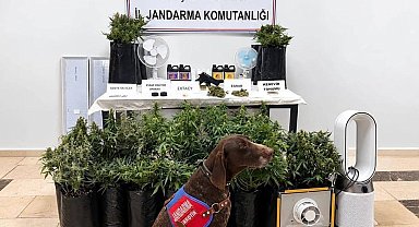 Eskişehir'de 21 poşet kenevir ve çok sayıda uyuşturucu madde jandarma tarafından ele geçirildi