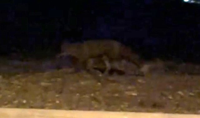 Eskişehir'de gece saatlerinde sokakta görülen tilki kamerada