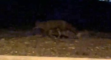 Eskişehir'de gece saatlerinde sokakta görülen tilki kamerada