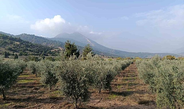 Eskişehir'in mikroklima havzasında zeytin bereketi
