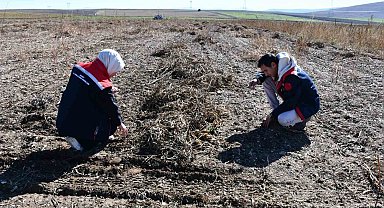 Fasulye hasadında saha kontrolleri yapıldı