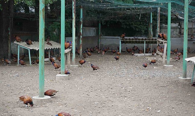 Fındığın düşmanına karşı sülünlü mücadele