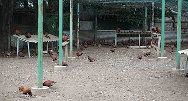 Fındığın düşmanına karşı sülünlü mücadele