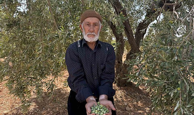 Gaziantep'te sofralık yeşil zeytin hasadı başladı