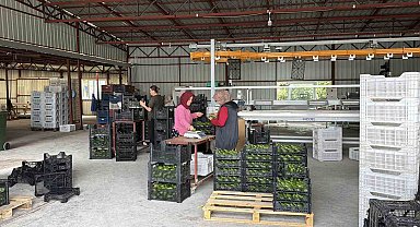 Gazipaşa avokadosu Gürcistan yolcusu