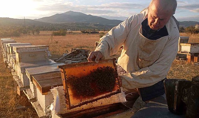 Gediz'de bal hasadı: Yüksek verim arıcıların yüzünü güldürdü