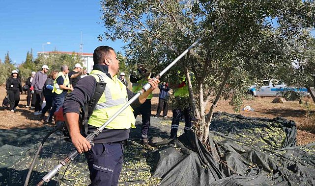 Gençler zeytin hasadını sahada öğrendi