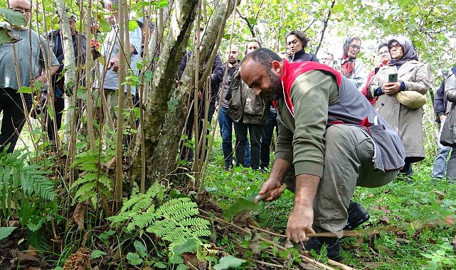 Giresun'da fındıkta verimi artırmak için üreticilere uygulamalı budama eğitimi veriliyor