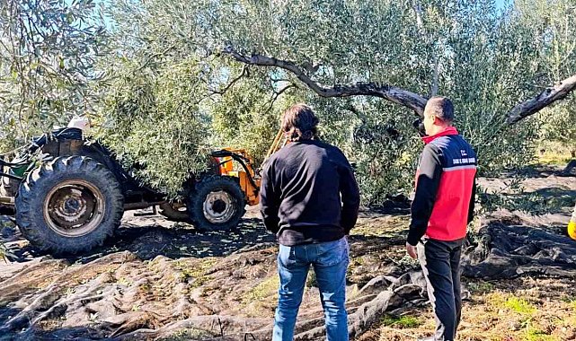 Gömeç'te zeytin hasadı devam ediyor