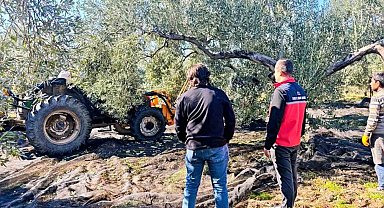 Gömeç'te zeytin hasadı devam ediyor