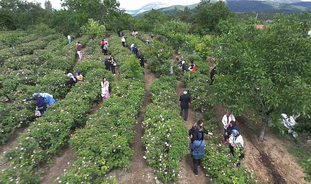 Gül çiçeği taban fiyatı 95 lira olarak belirlendi