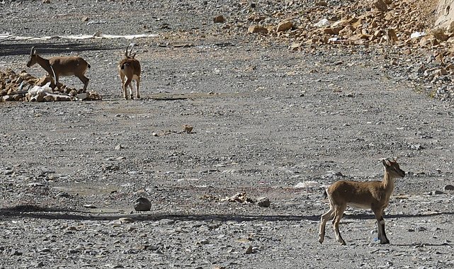 Gümüşhane'de yaban keçileri yol kenarında sürü halinde görüntülendi