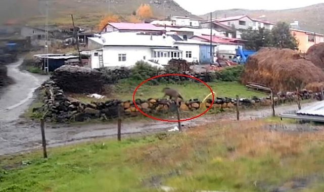 Gündüz vakti köye inen ayı korkuttu