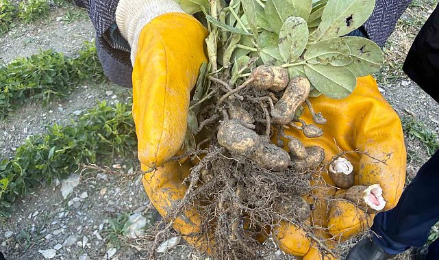 Hakkâri'de tarımda bir ilk: Bin 350 rakımda yer fıstığı yetiştirildi