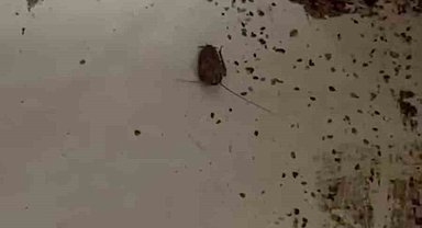 Hamam böceği ve sigara izmaritinden geçilmeyen fırında mide bulandıran görüntüler