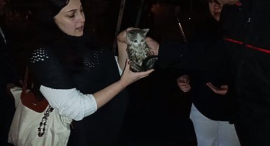 Harşit Çayı kenarında mahsur kalan yavru kediyi itfaiye ekipleri kurtardı