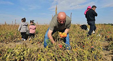 Hasköy'de vatandaşlar sebzelerini dalından kendileri topluyor