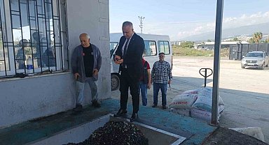 Hatay'da kaliteli zeytinyağı üretimi için hasat uyarısı