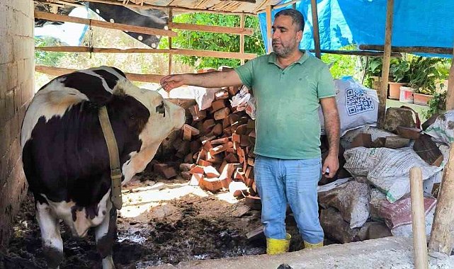 Hatay'da şap hastalığına karşı aşılama çalışmaları sürüyor