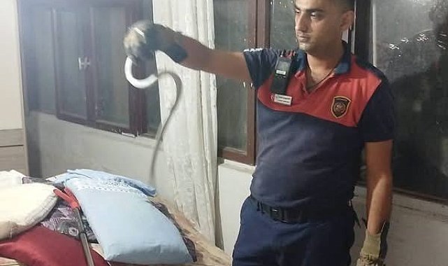 Hatay'da yerleşim yerlerinde görülen yılanlar yakalanarak doğal yaşam alanlarına bırakıldılar