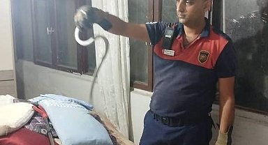 Hatay'da yerleşim yerlerinde görülen yılanlar yakalanarak doğal yaşam alanlarına bırakıldılar