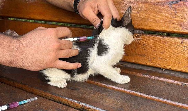 Hayvan dostu GKV'li öğrencilerden örnek davranış