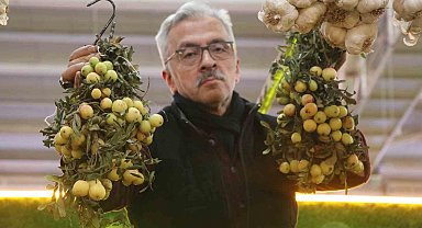 İki yılda bir yetişiyor, bu meyve sipariş üzerine satılıyor