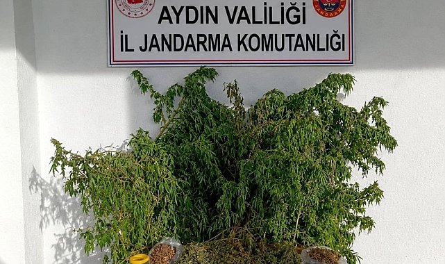 İncirliova'daki uyuşturucu baskınında 47 kök kenevir ele geçirildi