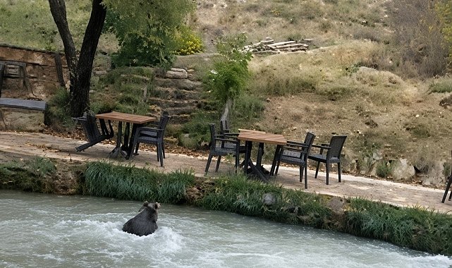 İnsanları görünce suya atladı! Yavru ayının kaçışı kamerada