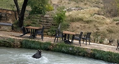 İnsanları görünce suya atladı! Yavru ayının kaçışı kamerada