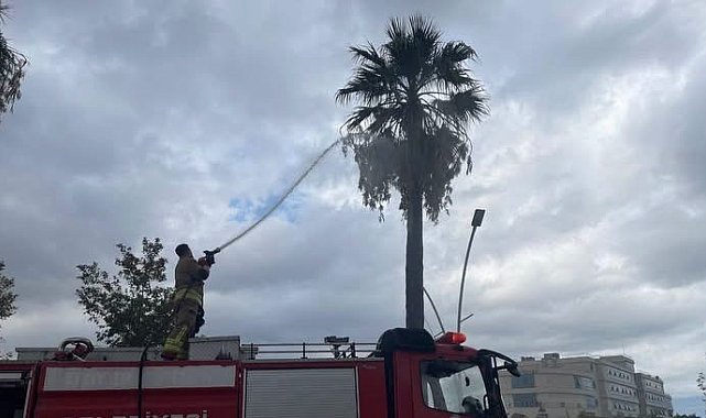 İskenderun'da yıldırımın isabet ettiği ağaç yandı