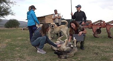 İtalyanlar Türk çoban köpeklerine hayran kaldı