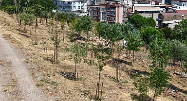 İzmir'in kıraç topraklarında yeşil dönüşüm