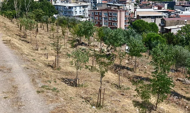 İzmir'in kıraç topraklarında yeşil dönüşüm