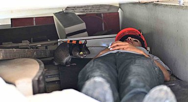 Kahraman fareler, enkaz altında kalanları kurtarmaya giden ekiplerin 'gözü' olacak