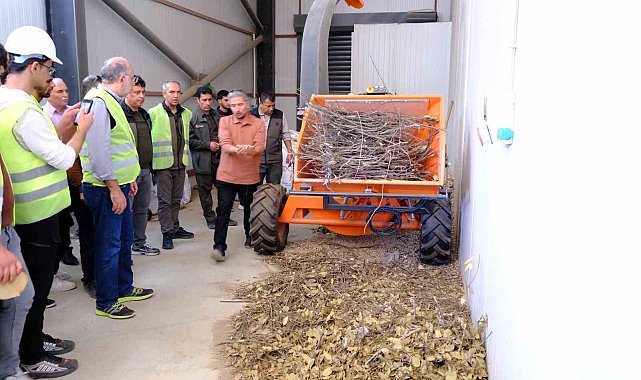 Kahramanmaraş'ta 450 hektarlık alanda defne seferberliği