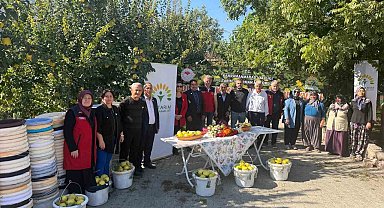 Kahramanmaraş'ta ayva üreticilerine hasat desteği
