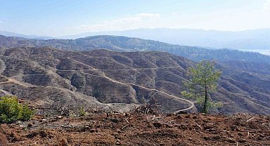 Kahramanmaraş'ta yanan ormanlara 1 milyon fidan dikilecek