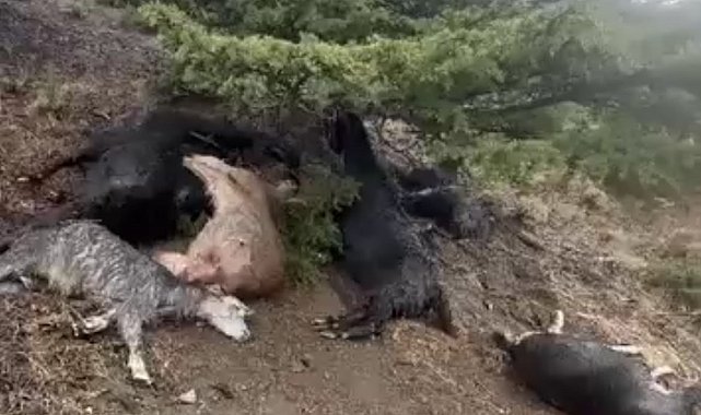 Kahramanmaraş'ta yıldırım düşmesi sonucu 20 keçi telef oldu