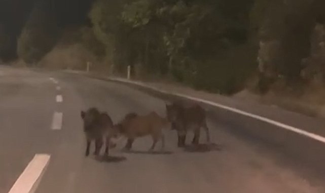 Kahramanmaraş'ta yolda domuz sürüsü