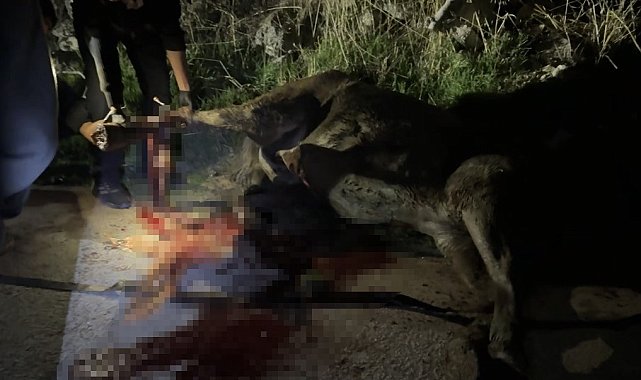 Kanalizasyon kuyusuna düşen at, tedavi edildikten sonra koruma altına alındı