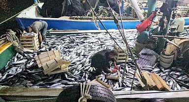 Karadeniz'e palamut bereketi sürüyor: Kasa kasa palamutla limana dönüyorlar