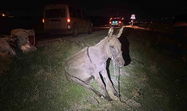 Karaman'da hafif ticari aracın çarptığı eşek telef oldu