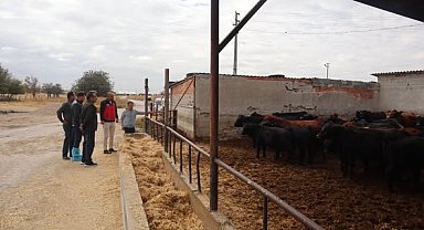 Karapınar'da hayvancılık işletmelerinin faaliyetleri incelendi