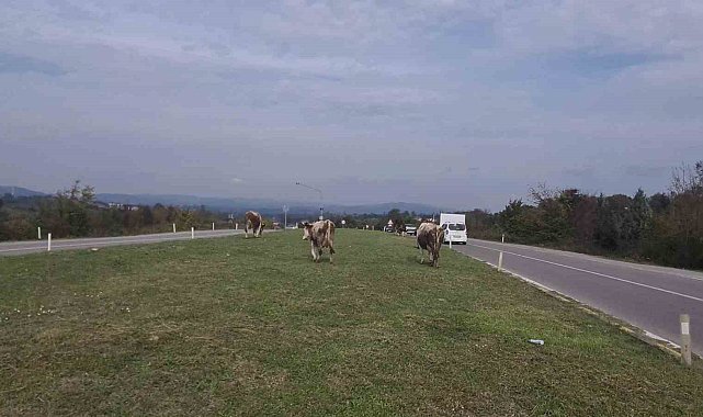 Karayolunda başıboş gezen hayvanlar tehlike saçıyor