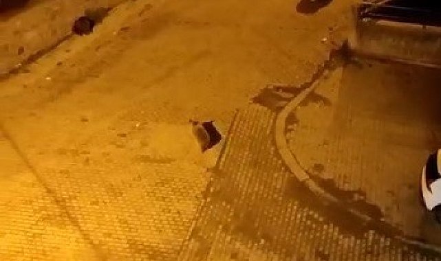 Kars'ta ayılar mahalleyi istila etti