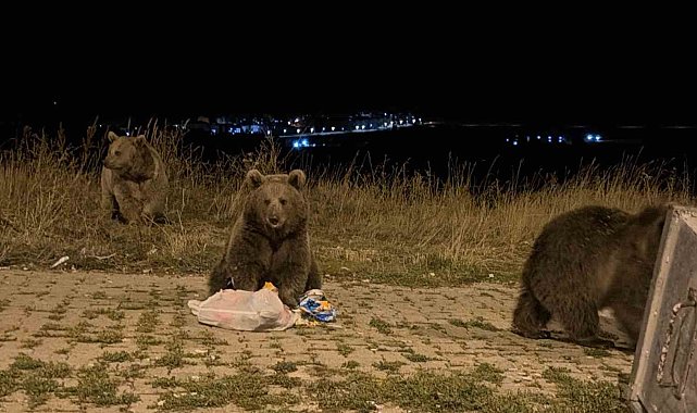 Kars'ta ayılarla karşılaşmak günlük rutini oldu